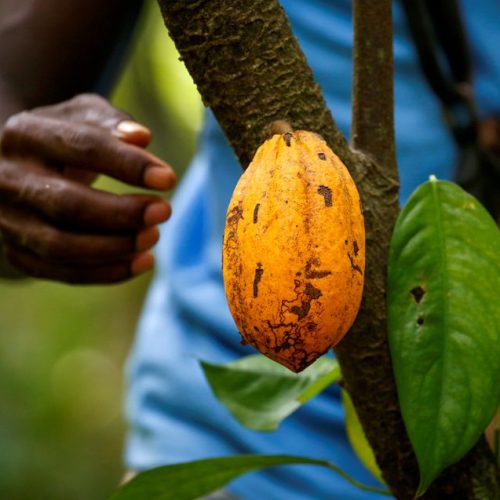 Government of Ghana increases cocoa farm gate prices by 63.5% for the 2023/2024 crop season