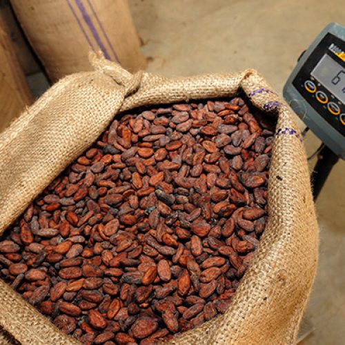 Cocoa stakeholders in Ghana demand 72.5% increase in cocoa farm gate prices for the 2023/2024 crop season