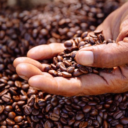 ‘Sustainable coffee’ currently an illusion – Coffee Barometer 2023